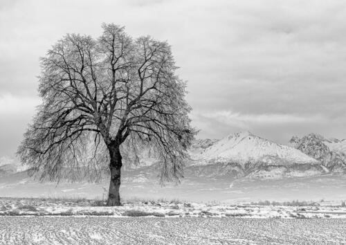 AMFO_2020_region_1024-6