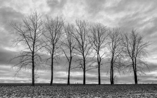 between_the_trees_1
