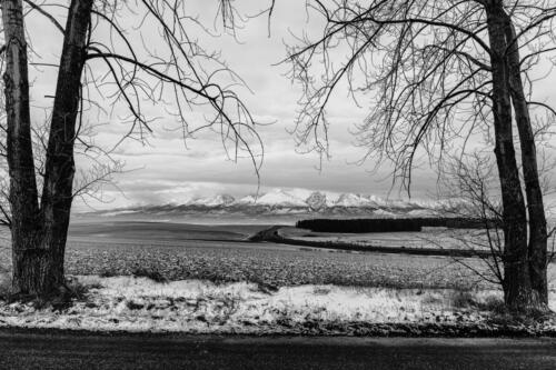 between_the_trees_2